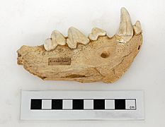 Kirkdale Cave Hyena mandible YORYM G1201