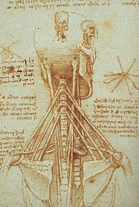 Archivo:Leonardo Anatomy of the Neck, c. 1515