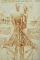 Leonardo Anatomy of the Neck, c. 1515