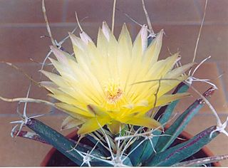 Leuchtenbergia principis.jpg