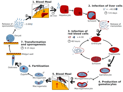 Archivo:Life Cycle of the Malaria Parasite