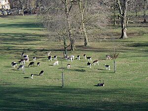 Archivo:Magdalen Deer