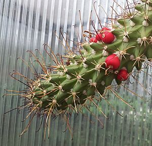 Archivo:Mammillaria poselgeri fruits