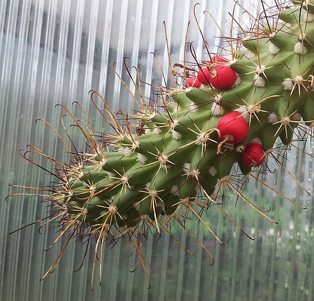 Mammillaria poselgeri fruits