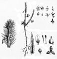 Mayaca fluviatilis clean