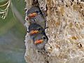 Mistletoebirds2819e