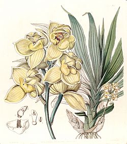 Mormodes luxata (as Mormodes luxatum) - Edwards vol 29 (NS 6) pl 33 (1843).jpg
