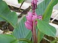 Musa sp.1