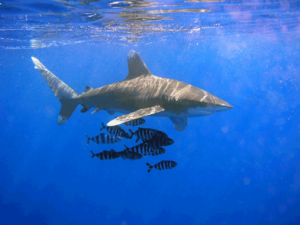Archivo:Oceanic Whitetip Shark