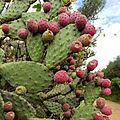 Opuntia tomentosa (Cactaceae) - Nopal chamacuelo