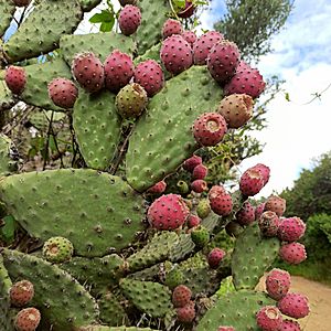 Archivo:Opuntia tomentosa (Cactaceae) - Nopal chamacuelo