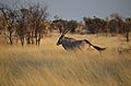 Oryx running (8025786809)