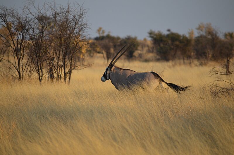 Oryx running (8025786809)