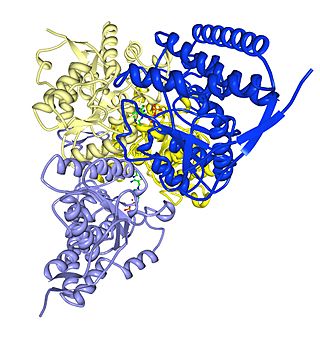 PDH-Pyruvate dehydrogenase.jpg