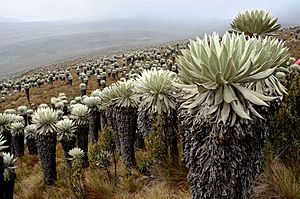 Archivo:Paramo de Oceta