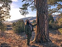 Archivo:Park Ranger with Culturally Modified Ponderosa Pine near the Dunes (51699702024)