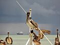 Pelecanus occidentalis -Trinidad-8