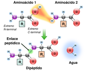 Archivo:Peptidformationball-es