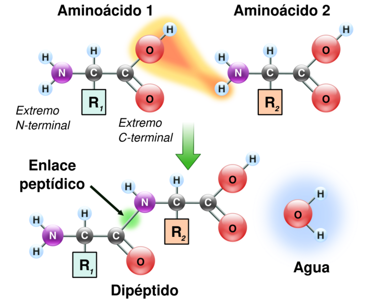 Peptidformationball-es
