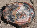 Petrified wood closeup 2