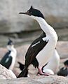 Phalacrocorax atriceps 4