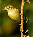 Phylloscopus ibericus
