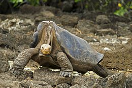 Archivo:Pinta Island Tortoise Lonesome George 2008