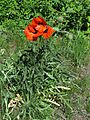 Podlaskie - Supraśl - Podsupraśl - Droga - Papaver orientale - plant - 20110604