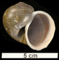 Pomacea lineata shell
