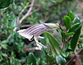Prostanthera walteri IMG 0800