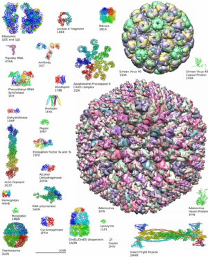 Archivo:Protein structure examples