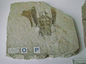PterodactylusGrandipelvis