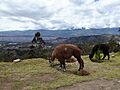Pucara Tambo Ecuador 960