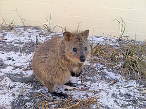 Archivo:Quokka Rottnest Island 2008
