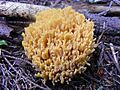 Ramaria flava