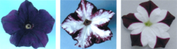 Archivo:Rnai phenotype petunia crop