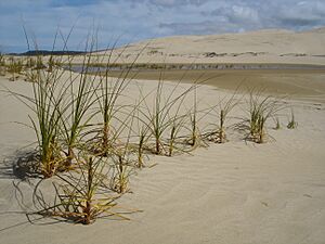 Archivo:RowOfPlants