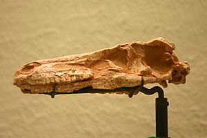 Archivo:Saurornithoides mongoliensis