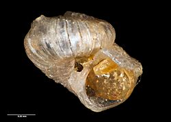 Scissurella prendrevillei Powell, 1933 (AM MA71530-1).jpg