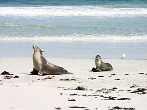 Archivo:Sea lion and pup in Seal Bay - Kangaroo Island