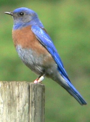 Sialia mexicana 07089.JPG