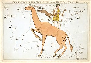 Camelopardalis como se muestra en  Espejo de Urania , un conjunto de tarjetas de constelaciones publicado en Londres c. 1823. Encima se muestran las constelaciones ahora abandonadas de  Tarandus y Custos Messium.