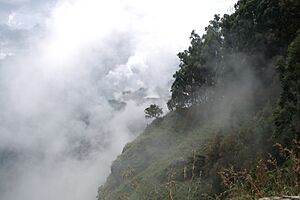Archivo:Sri Lanka, mountains and cloud forest