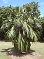 Starr 040318-0042 Pritchardia munroi