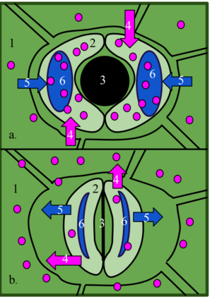 Archivo:Stoma Opening Closing