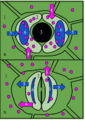 Stoma Opening Closing
