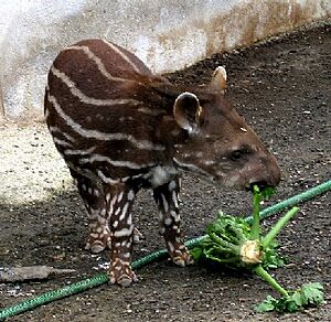 Archivo:Tapirbaby
