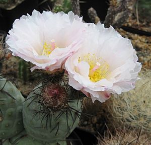 Archivo:Tephrocactus geometricus 02