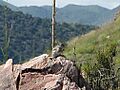 Texas antelope squirrel