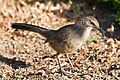 Toxostoma redivivum -Morro Bay, California, USA-8